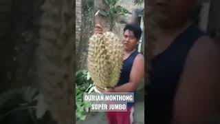 Download lagu DURIAN MONTHONG SUPER JUMBO #shorts mp3 Download lagu DURIAN MONTHONG SUPER JUMBO #shorts mp3