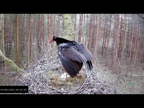 Bociany czarne online 2022 - Fermina i myszołów 2.05.2022 g.5:27