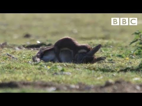 , title : 'Stoat kills rabbit ten times its size - Life | BBC'