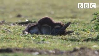 Stoat kills rabbit ten times its size - Life  BBC