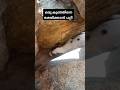 കല്ലിന്നിടയിൽ കുടുങ്ങിയ ഒരു Puppy യെ രക്