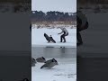 Goose VS Human #waterfowlhunting #fight #goose #hunt