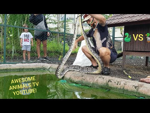 Big SNAKE VS DUCK 🐍VS 🦆 Big snake bites #snakes #python #duck #rescue