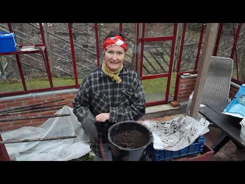 Maskmat och kallsådd