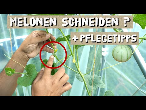 , title : 'Melonen richtig schneiden und mehr ernten - Seitentriebe, Düngen, Melonen bestäuben, Pflegetippps'