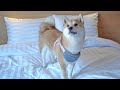 Shiba Inu Dog Staying At 5 STAR HOTEL