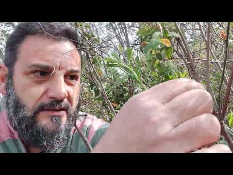 La cuerda le monte el torvisco o torvisquera.