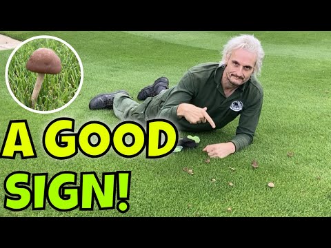 DON'T PICK Mushrooms in your Lawn / EASIEST way to stop the spread