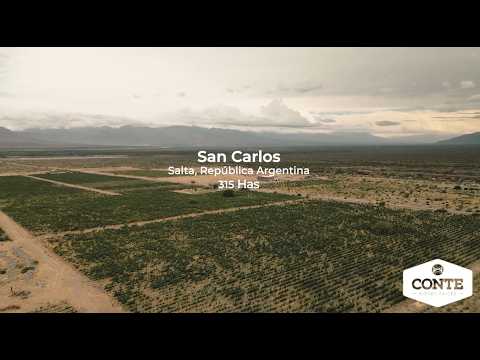 Conte Bienes Raices - San Carlos 315 ha