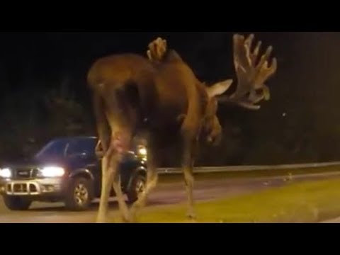 Don’t 'moose' around: Clip of moose walking down road in Alaska gets 1.5mln hits on Facebook