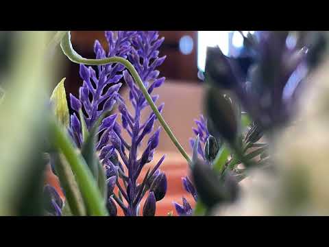 Feelings of March • Anna-Maria Papagianni