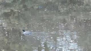 明石公園 外堀の野鳥