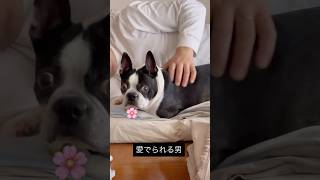 友達の旦那さんのこと大好きらしい #ボストンテリア