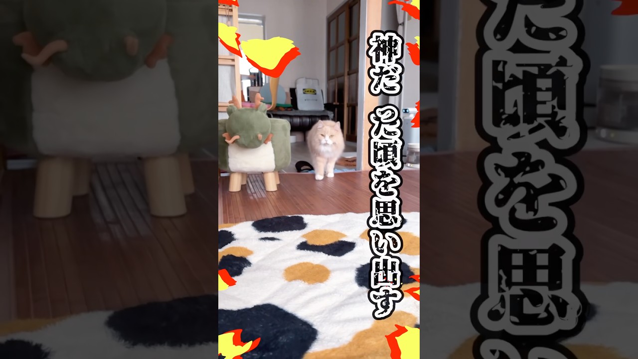 甘えん坊の猫神様爆誕😽💖💥　#ねこ動画 #猫のいる暮らし #ねこ #猫好きさんと繋がりたい #ねこ部 #甘えん坊 #甘えん坊の猫 #shorts