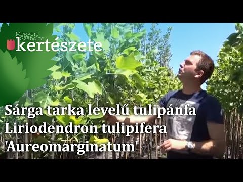Sárga tarka levelű tulipánfa vásárlása - Liriodendron tulipifera 'Aureomarginatum'
