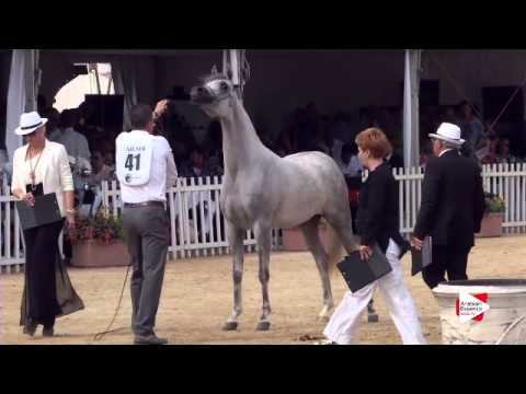 N.41 BINT HAZY AL KHALEDIAH - Menton 2015 - Fillies 2 years old (Class 2B)