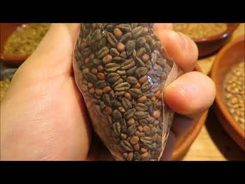 Körner und Samen erkennen