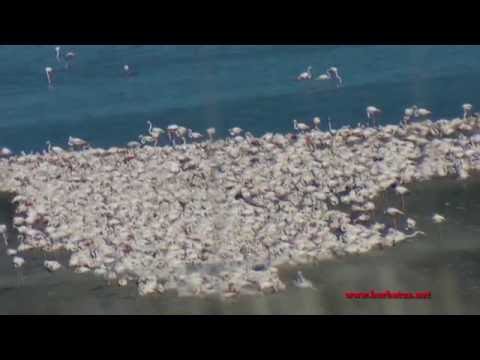 Flamencos Laguna Fuente de Piedra ( Málaga )