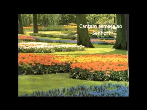 Passaros A Cantar video