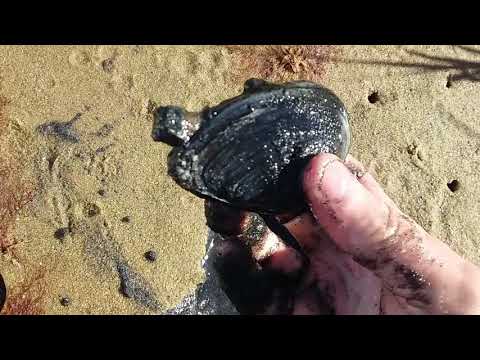 download lagu mp3 mp4 Cape Cod Steamers, download lagu Cape Cod Steamers gratis, unduh video klip Cape Cod Steamers