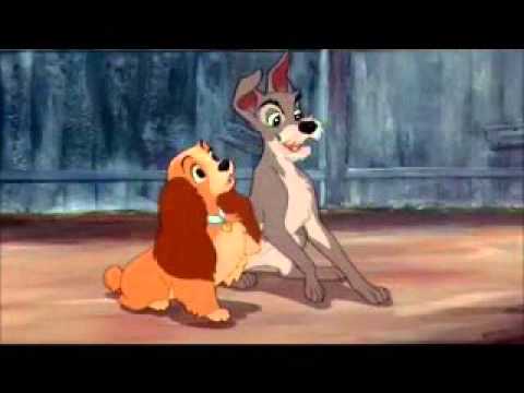 Lady and the Tramp Ever Chased Chicken