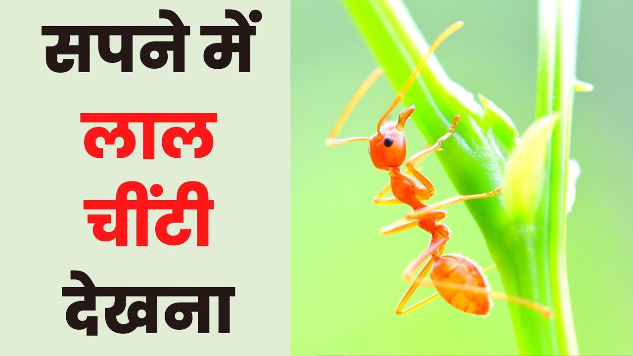 सपने में लाल चींटी देखना होगा शुभ या अशुभ - स्वप्न शस्त्र नुसार मतलब - Sapne Mein Lal Chiti Dekhna