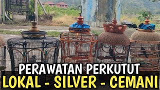 Download lagu PERAWATAN PERKUTUT LOKAL GACOR . PERKUTUT SILVER GACO . PERKUTUT CEMANI GACOR ... mp3 Download lagu PERAWATAN PERKUTUT LOKAL GACOR . PERKUTUT SILVER GACO . PERKUTUT CEMANI GACOR ... mp3
