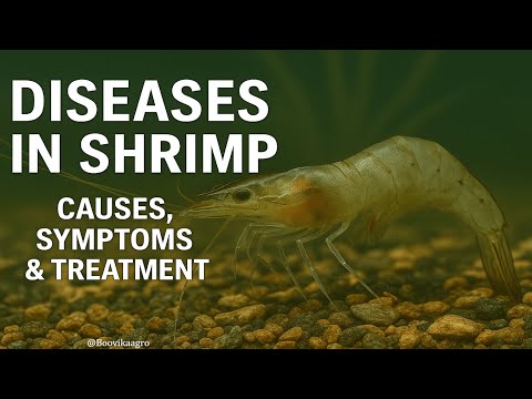 8 Deadly Shrimp Diseases Every Farmer Must Know | Symptoms, Causes & Treatment Guide