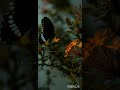 Whatsapp Status Video Mounam Swaramay Nidhish Karthik