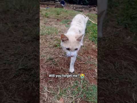 will you? 😭#cat #pets #kitty