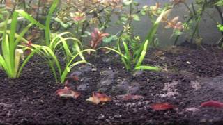 Corydoras hastatus and neocardinia davidi