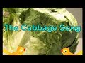 The Cabbage Song For Children 3D Cartoon Nursery Rhymes For Kids Funny Baby Cabbage Song For Toddler