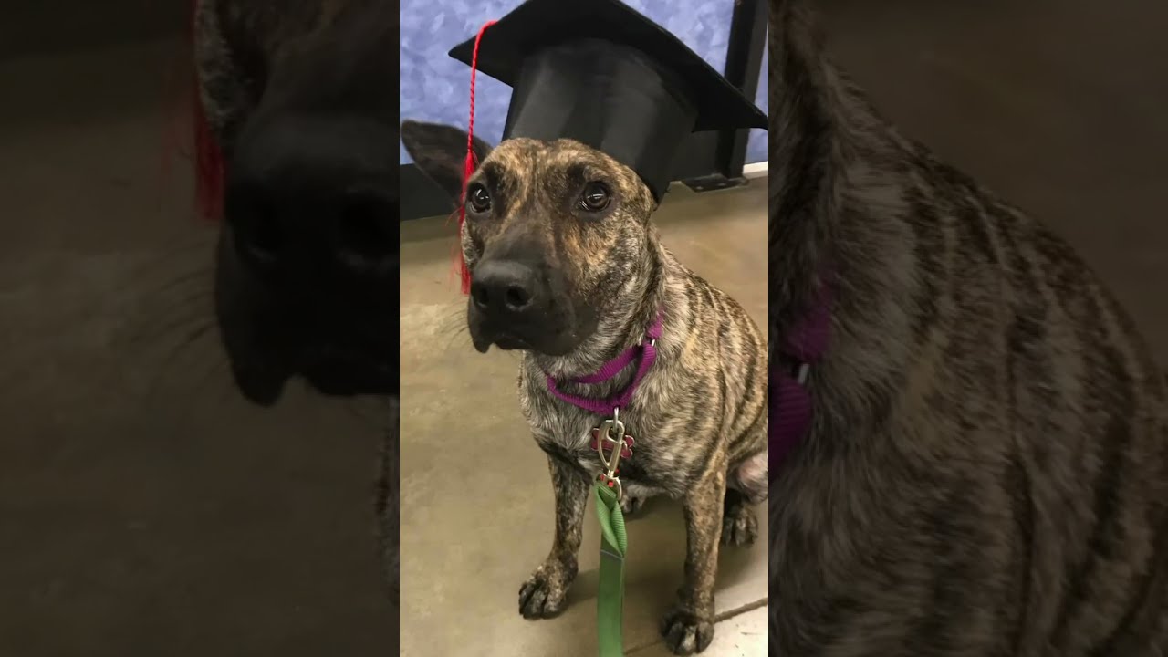 Enlarge Coconut, a Adoptable mixed breed in Portland, OR video 2/6