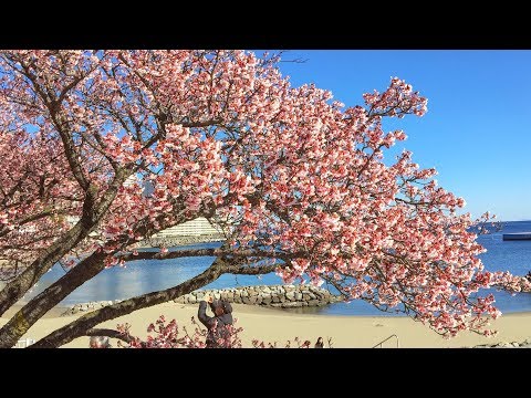 Most earliest cherry blossoms in Japan 日本一の早咲き桜in熱海
