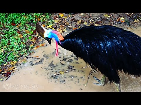 Powerful Cassowary is one very Large Bird Video