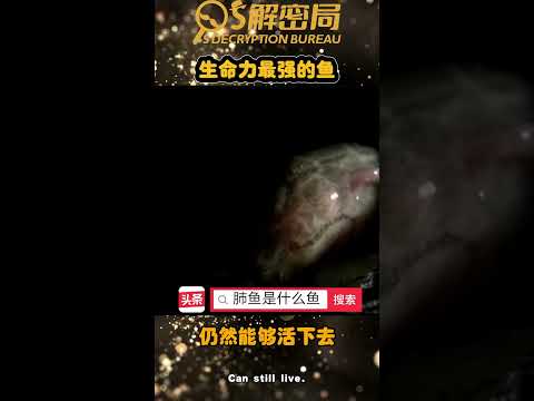 生命力強的魚