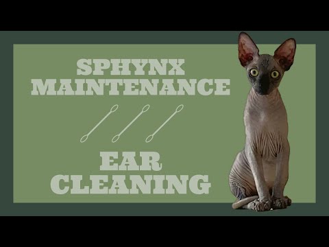 SPHYNX MAINTENANCE | How To Clean Your Sphynx Cat’s Ears *Important*