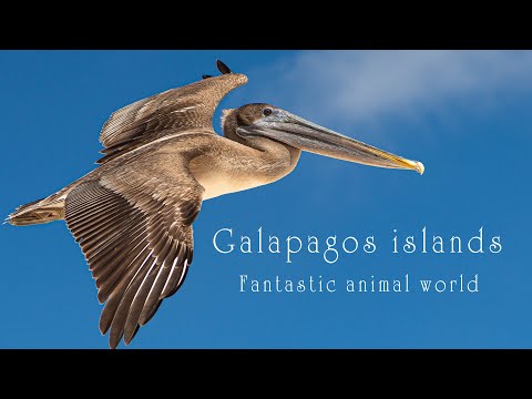 ガラパゴス諸島の動物たち