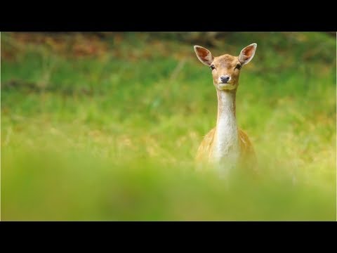 Wildunfall: Wie verhalte ich mich?