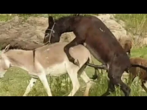 Super murrah donkey meeting first time