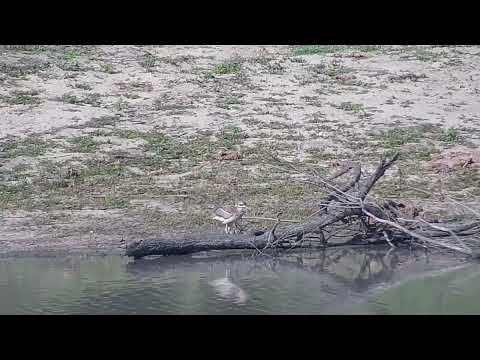 Djuma: Water Thick-knee preening and then Egyptian Goose - 15:48 - 11/02/2023