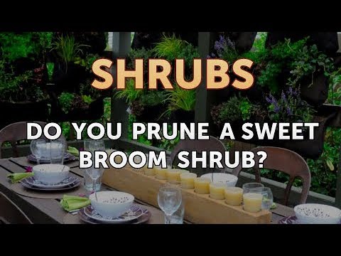 How to Prune a Bottlebrush Shrub