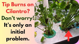 Tip Burns on Cilantro? Don’t worry! It’s only temporary #aerogarden #hydroponics #gardening