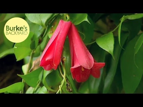 Burke's Backyard, Lapagerias