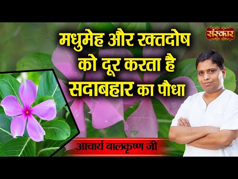 मधुमेह और रक्तदोष को दूर करता है सदाबहार का पौधा ! Diabetes and Anemia ~ Acharya Balkrishna Ji