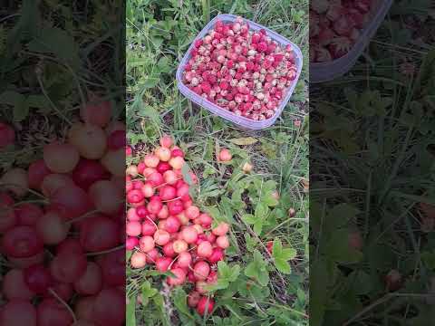 🍓🍒🍓🍒🍓🍒