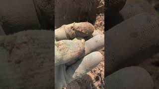 Question For Ya…#metaldetecting