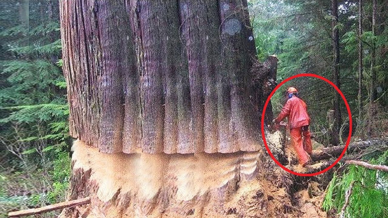 Extreme Dangerous Huge Trees Felling Skill Climbing With Chainsaw Machines Tree Cutting Down Skill