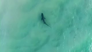 Australia shuts dozens of east coast beaches after shark attacks | REUTERS