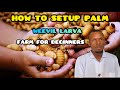 How to Setup Palm Weevil Larvae Farm For Beginners